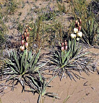 <i>Yucca sterilis</i> Species of flowering plant