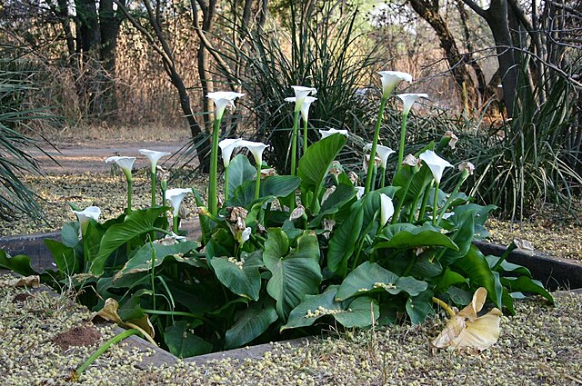 Description de l'image Zantedeschia aethiopica00.jpg.