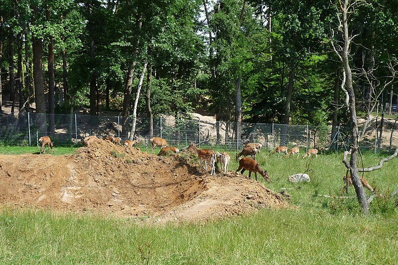 File:Zoo Tábor-Větrovy, daněk 04.jpg