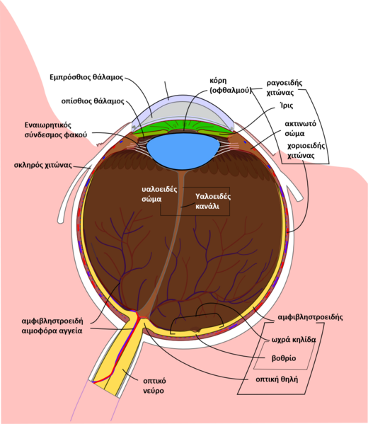 File:Σχηματικό διάγραμμα ανθρώπινου ματιού.png