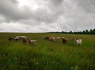 Фермерское хозяйство: коровы