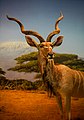 Природњачки центар Свилајнац - изложба животиње Африке, куду антилопа.jpg