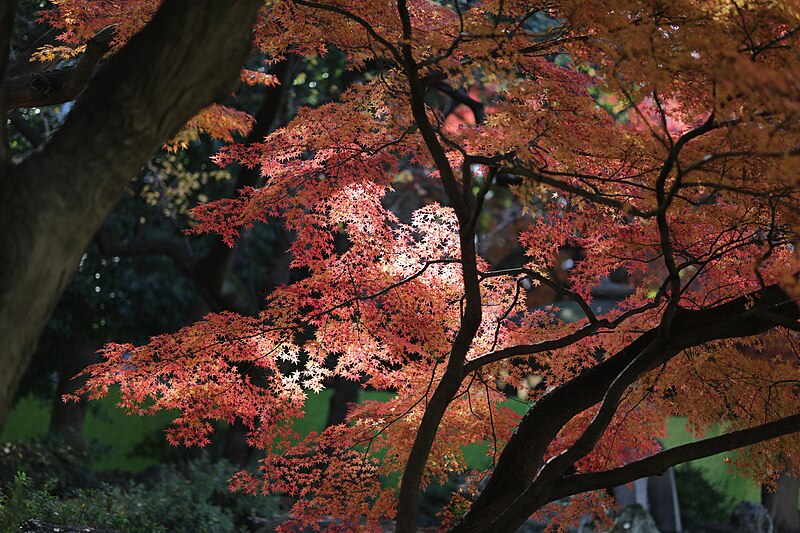 File:「光葉」 旧岩崎庭園で撮影 Pcs34560 IMG32761.jpg