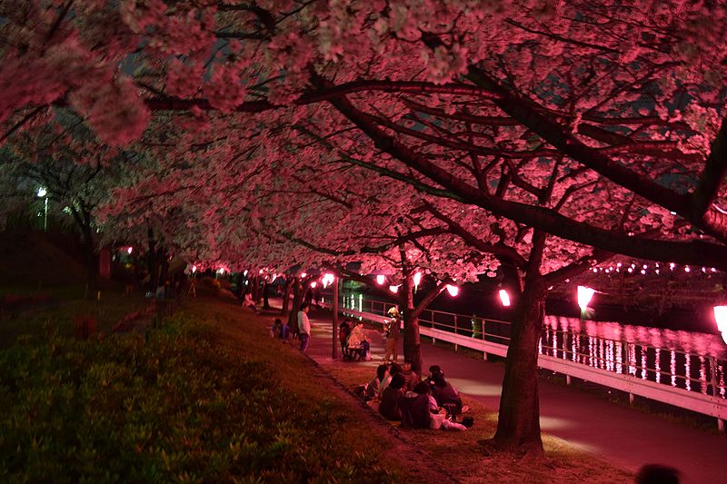 File:夜花見 2016 (26134312592).jpg