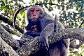 Taiwan macaque