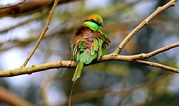 05 Bee eater.jpg