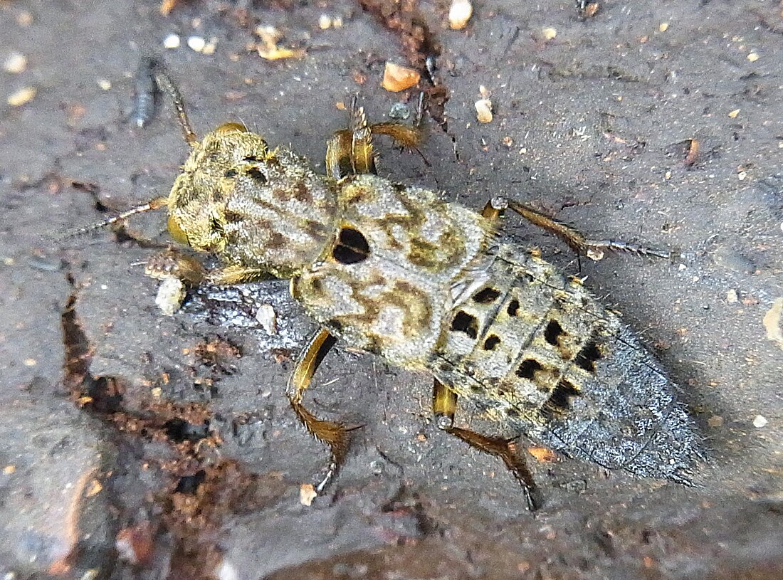 Gewürfelter Raubkäfer