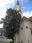 Summer linden (Tilia platyphyllos)