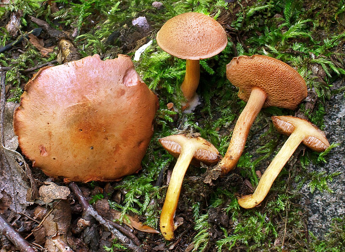 Chalciporus piperatus