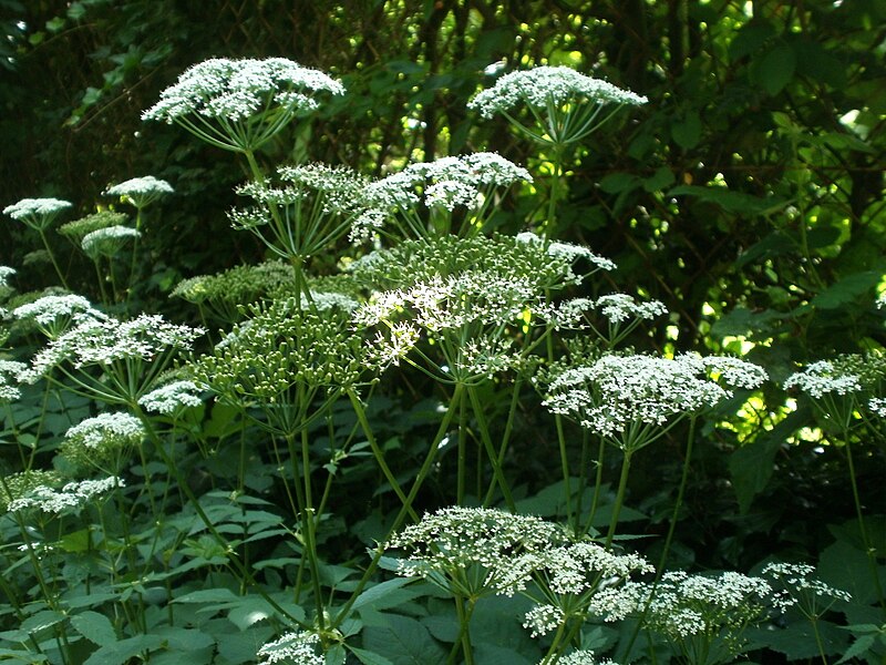 File:20120621Aegopodium podagraria3.jpg