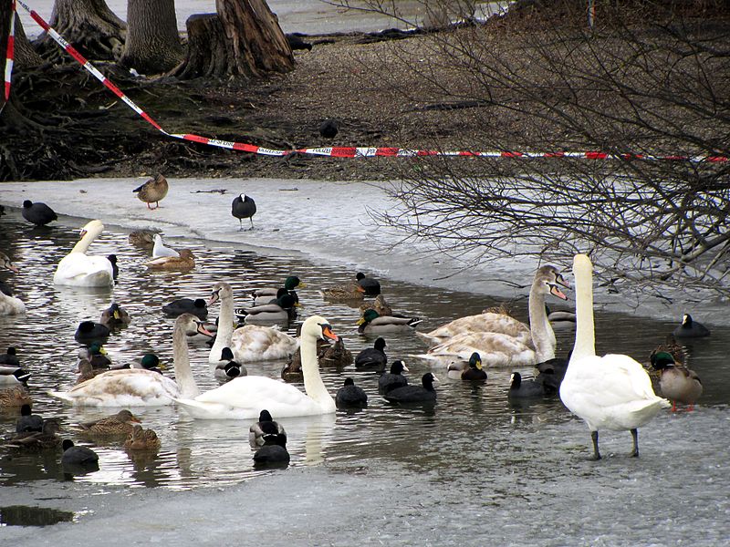 File:2012 'Seegfrörni' - Greifensee - Niederuster 2012-02-16 13-27-47 (SX230).JPG