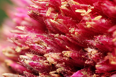 Amaranthus sp. flower (focus stacking).
