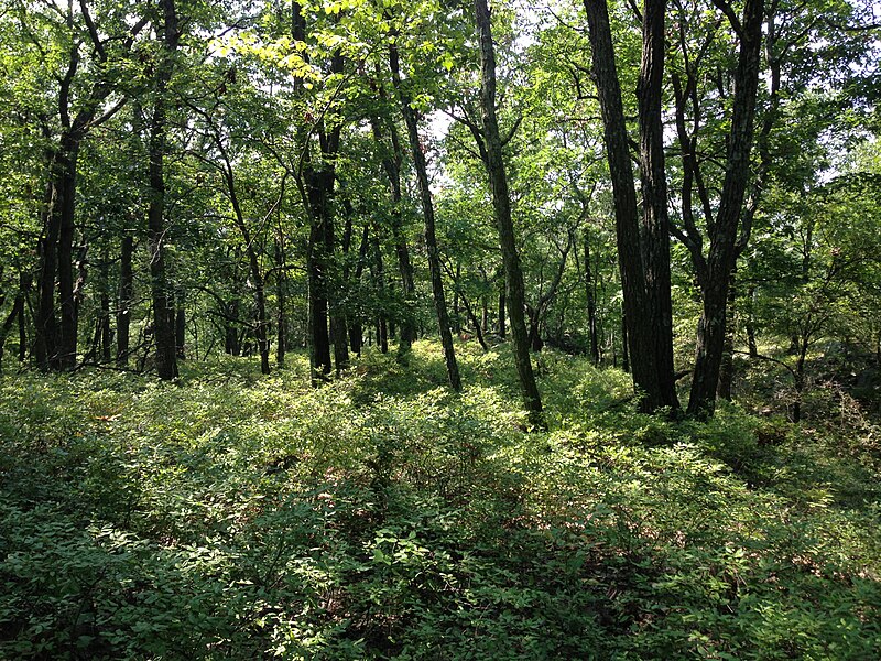 File:2013-08-20 13 19 10 Deer in the underbrush at about 900 feet along the Mount Tammany Trail.jpg