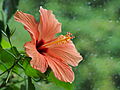 * Nomination Hibiscus (rosa sinensis) blossom --Kreuzschnabel 11:58, 25 August 2013 (UTC) * Promotion Very nice. --Julian Herzog 12:06, 25 August 2013 (UTC)