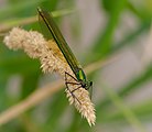 ♀ Calopteryx splendens