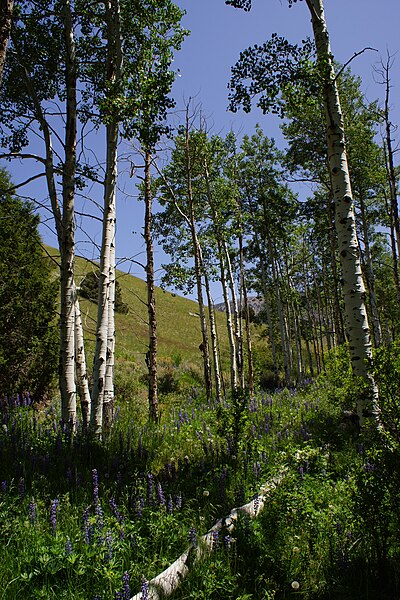 File:2014, In the Deep Creek Range - panoramio.jpg