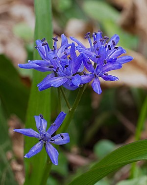 Zweiblättriger Blaustern - Scilla bifolia.