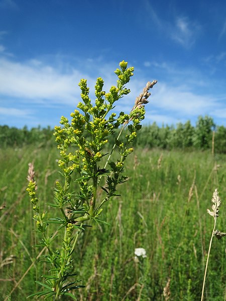 File:20170612Galium verum2.jpg