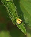 Dreieck-Krabbenspinne - Ebrechtella tricuspidata, Weibchen