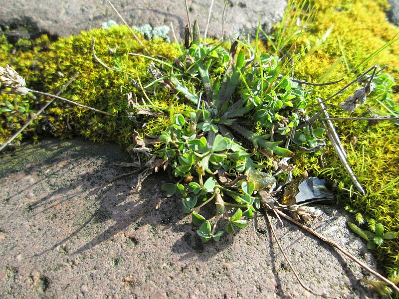 File:20180216Trifolium campestre1.jpg