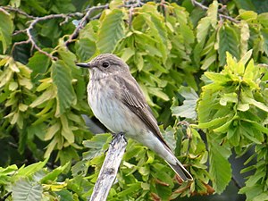 2019-08-23 Spotted Flycatcher, Town Moor, Newcastle, Northumberland 3.jpg