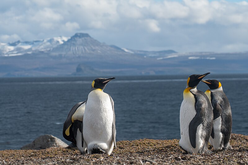 File:2020-11 Kerguelen Islands - King Penguin 67.jpg