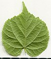 * Nomination Tilia cordata. Leaf abaxial side. --Knopik-som 01:17, 6 July 2021 (UTC) * Promotion  Support Good quality -- Johann Jaritz 02:53, 6 July 2021 (UTC)