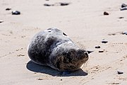 Seals at Horsey Dunes in Norfolk, United Kingdom.