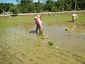 Thumbnail for File:76Dragonflies on paddy fields in Bustos, Bulacan 21.jpg