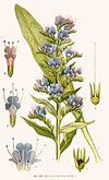 87 Echium vulgare.jpg