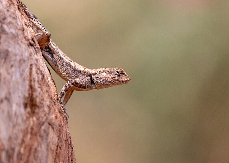 File:88. Garden lizard.jpg