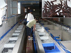 Chinese Giant Salamander