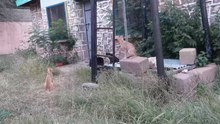 ملف:ASC Leiden - van de Bruinhorst Collection - Somaliland 2019 - 4480 - Two young red cats (one male) and one black cat, Hargeisa.webm
