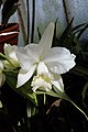 A and B Larsen orchids - Brassolaeliocattleya Tainaka 1023-3.jpg
