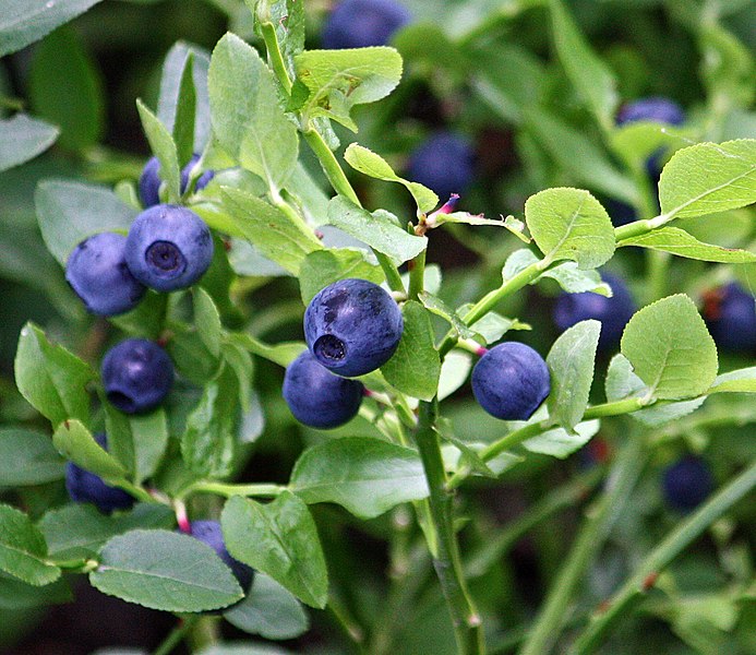 File:A bilberrie and a bush.jpg