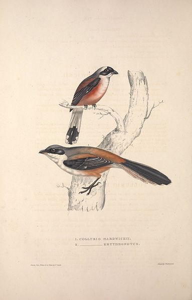 File:A century of birds from the Himalaya Mountains (TAB. XII) (9239998428).jpg