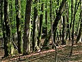 सिलोवेनियादेसे एकं पण्णपातिनो बीच ति रुक्खस्स वनं.