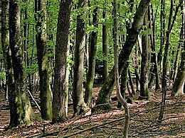 A deciduous beech forest in Slovenia.jpg