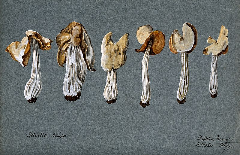 File:A false morel fungus (Helvella crispa); six fruiting bodies. Wellcome V0043390.jpg