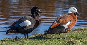 A pair of paradise shelducks, Lake Victoria, Christchurch.jpg