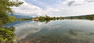 Blick auf das Auengebiet an der Aare