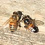Thumbnail for Chronic bee paralysis virus