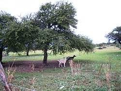 Vachellia schaffneri as food for goats Acacia-schaffneri-goat-forage.jpg