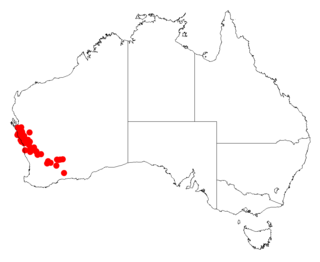 <i>Acacia signata</i> Species of legume