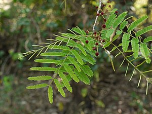 Acacia torta (5461080136).jpg