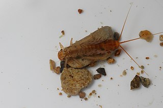 <i>Acanthophlebia</i> Genus of mayflies