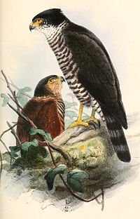 Accipiter collaris 1860.jpg