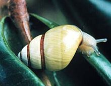 An O'ahu tree snail, one of the primary species threatened by introduced rosy wolfsnails. Achatinella.jpg