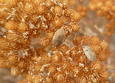 Achillea millefolium 5.jpg