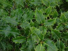 Acivro Ilex aquifolium.jpg